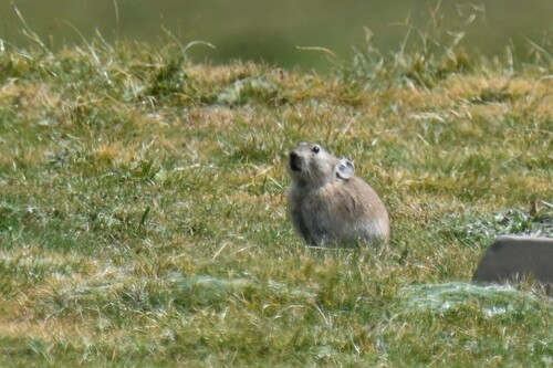 Black-lipped Pika