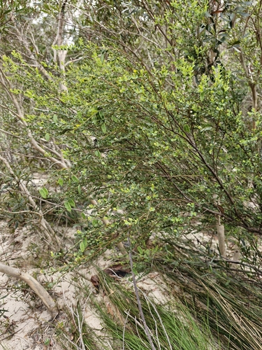 Image of Bossiaea rhombifolia by (c) ronavery, some rights reserved (CC BY)