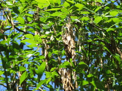 Fraxinus purpusii