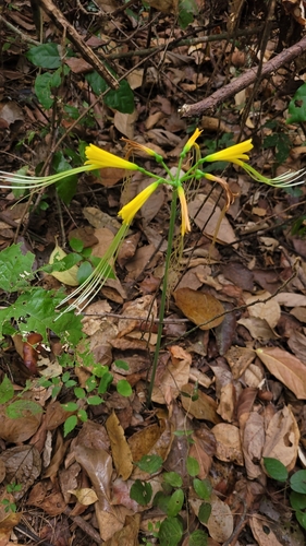 Eucrosia aurantiaca