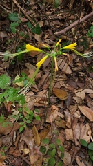 Eucrosia aurantiaca (Eucrosia aurantiaca)