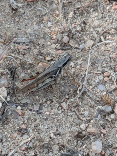 Narrow-winged Spur-throat Grasshopper photo 3