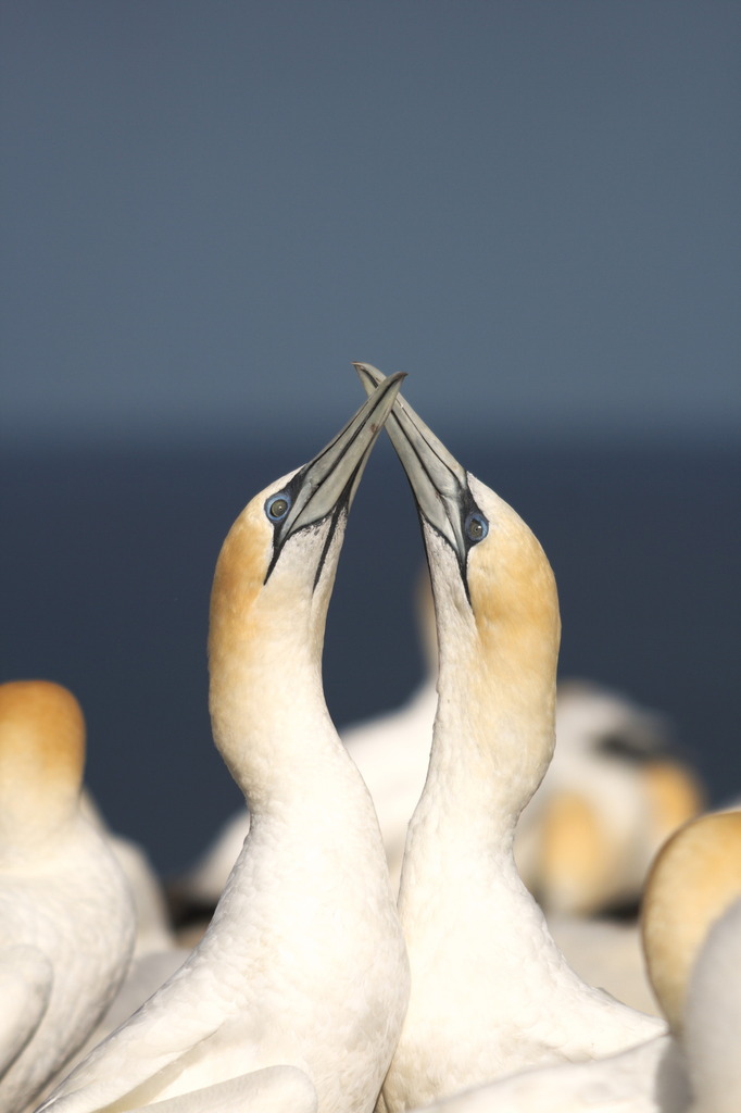 Australasian Gannet