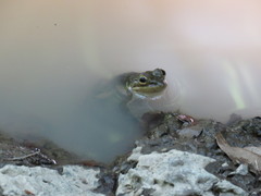 Lithobates psilonota