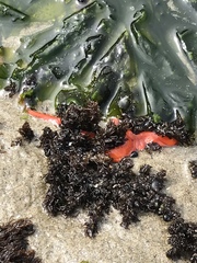 Tubulanus