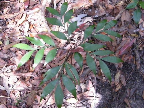 Bowenia serrulata, photograph 2