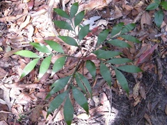 Bowenia serrulata, photograph (c) zayzayem, some rights reserved (CC BY-SA)
