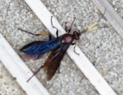 Ichneumon centrator