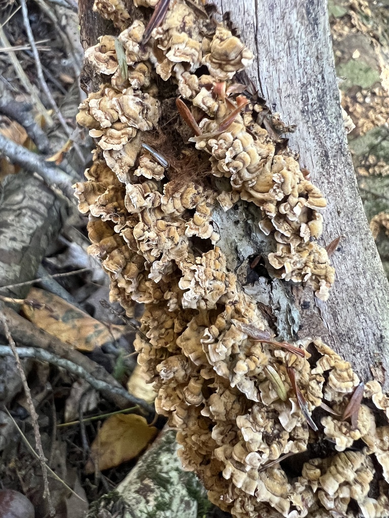 crowded parchment