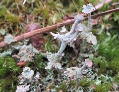 Cladonia rappii