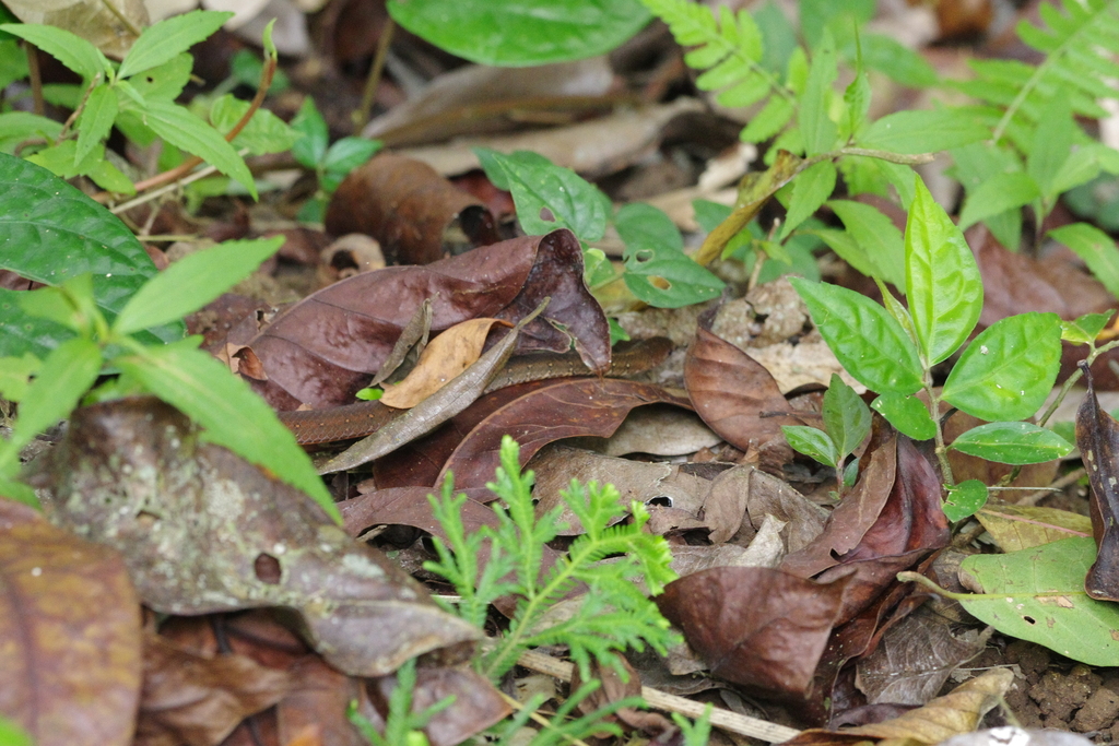 Orange-bellied Snake