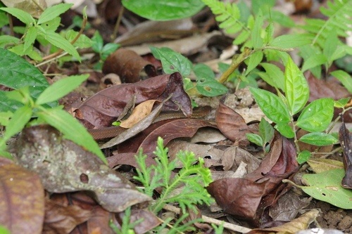 Orange-bellied Snake