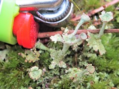Cladonia rappii