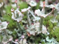 Cladonia rappii
