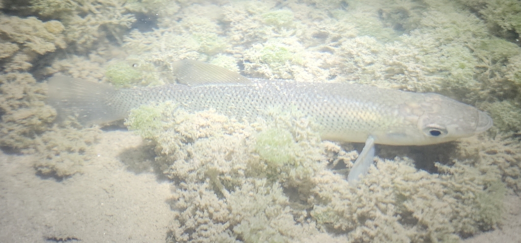 Seminole-killivis (Fundulus seminolis) — Fundulidae