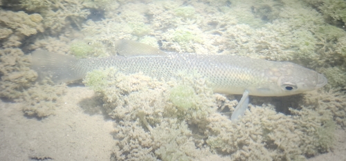 Seminole killifish (Fundulus seminolis) — Fundulidae