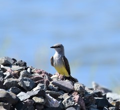 Tyrannus verticalis