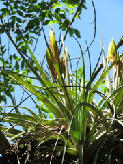 Tillandsia grossispicata