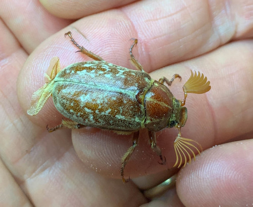 Variegated June Beetle photo 2