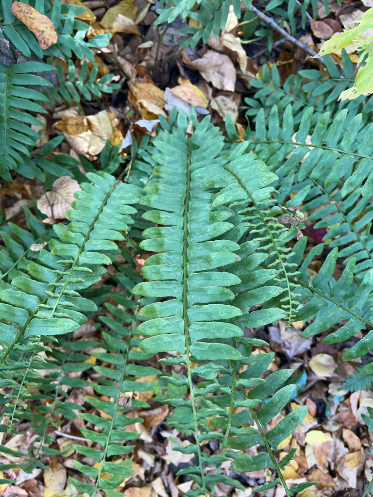 Christmas fern