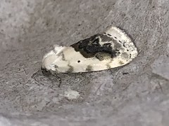 Ponometia erastrioides