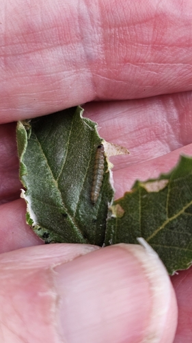 Image of Cullen australasicum by (c) Rosalie Lawrence, some rights reserved (CC BY)