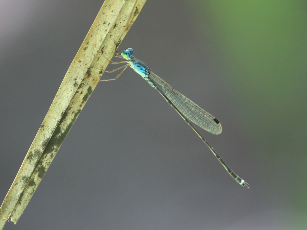 Slender Reedling