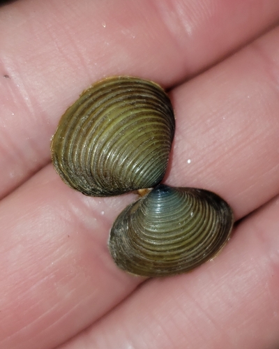 Purple-Nacre Clam
