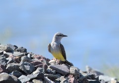 Tyrannus verticalis