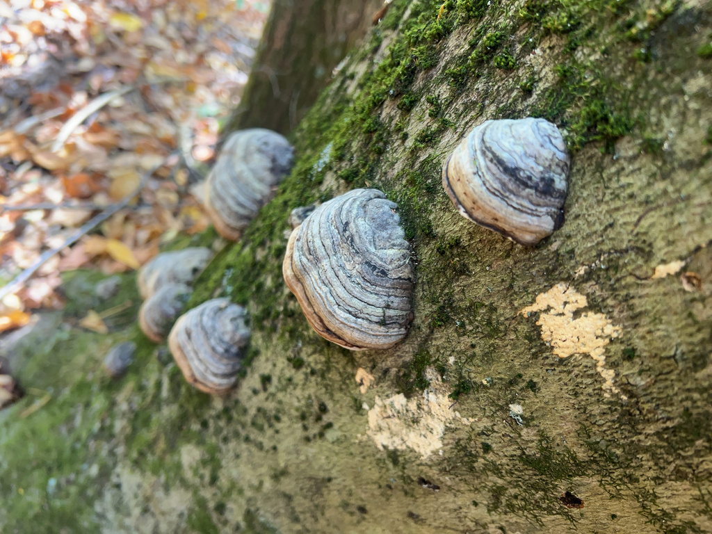 Tinder Polypore