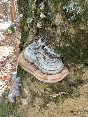 Tinder Polypore