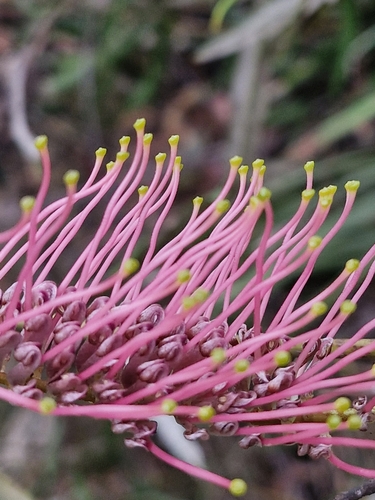 Image of Grevillea longifolia by (c) ronavery, some rights reserved (CC BY)