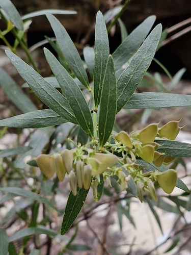 Image of Daviesia corymbosa by (c) ronavery, some rights reserved (CC BY)