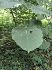Tilia americana