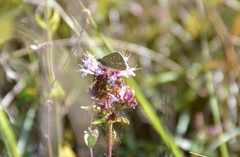 Polyommatus bellargus