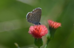 Hemiargus hanno