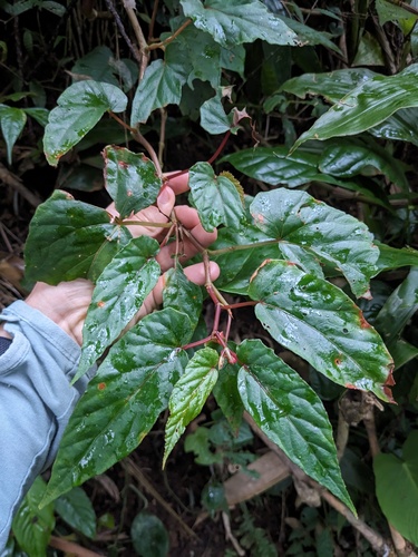 Begonia (Begonia longifolia)