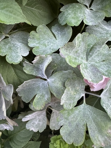 Erysiphe aquilegiae