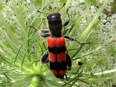 Trichodes crabroniformis