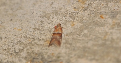 Acrobasis repandana