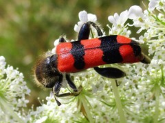 Trichodes crabroniformis