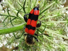 Trichodes crabroniformis