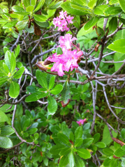 Rhododendron hirsutum