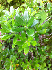 Rhododendron hirsutum