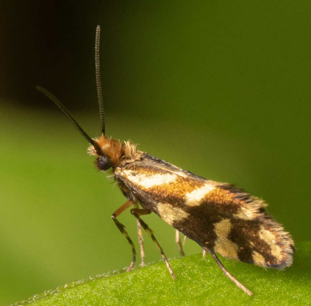 Hypomartyria