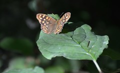 Pararge aegeria