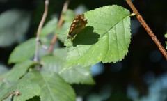 Pararge aegeria