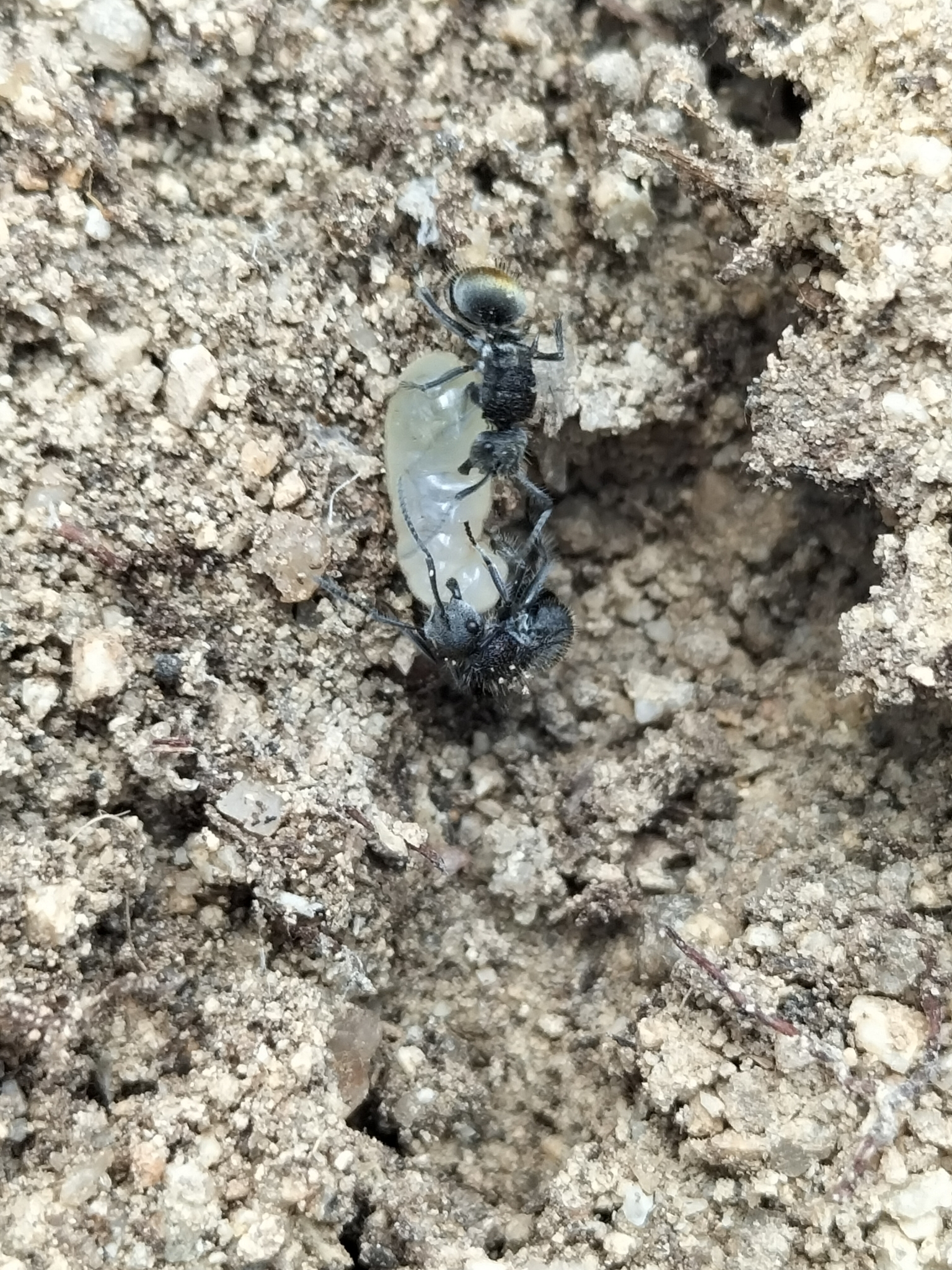 Polyrhachis lata