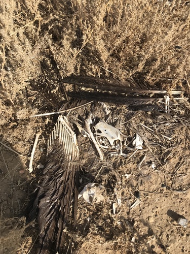 Plume de Corbeau freux