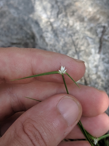 Image of Rhynchospora nivea by (c) Eric Knight, some rights reserved (CC BY)